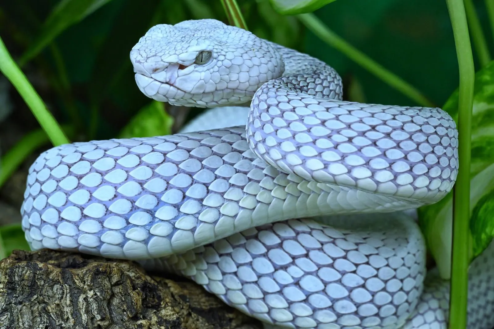 Herpetología
